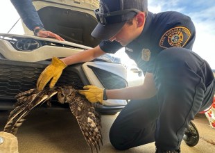 Santa Barbara County Firefighters Rescue Great Horned Owl Stuck in Car Grille in Orcutt