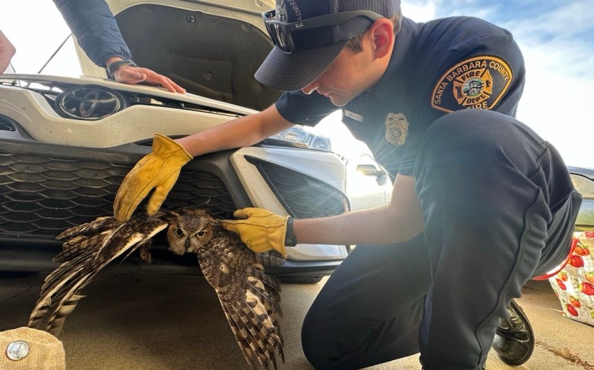 Santa Barbara County Firefighters Rescue Great Horned Owl Stuck in Car Grille in Orcutt