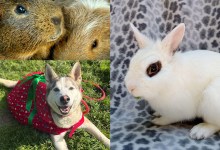 Huxley & Aubrey, Mr. Zing, and Po