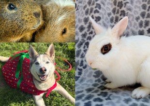 Huxley & Aubrey, Mr. Zing, and Po