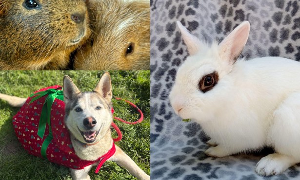 Huxley & Aubrey, Mr. Zing, and Po