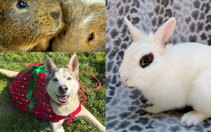 Huxley & Aubrey, Mr. Zing, and Po