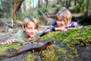 Science Pub: California’s Amphibian Waterpark