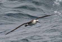 The Ancient Birds of Santa Barbara and Beyond