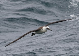 The Ancient Birds of Santa Barbara and Beyond