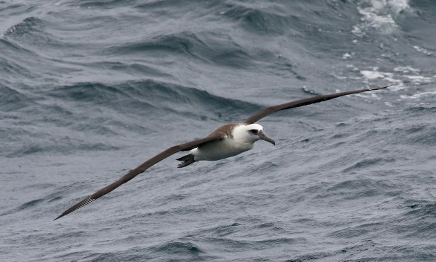 The Ancient Birds of Santa Barbara and Beyond