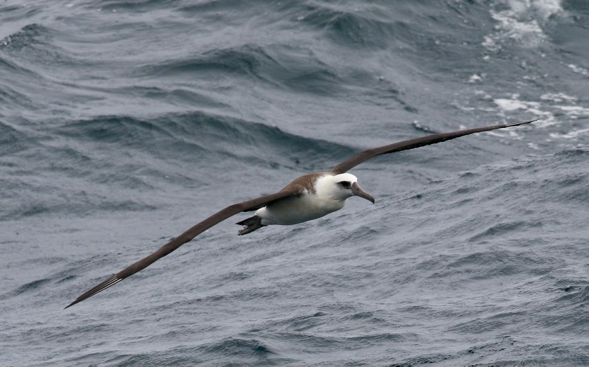 The Ancient Birds of Santa Barbara and Beyond