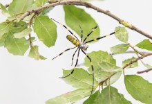 (Hopefully) Solo Invasive Joro Spider Captured in Santa Barbara