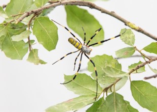 (Hopefully) Solo Invasive Joro Spider Captured in Santa Barbara