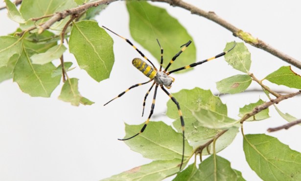 (Hopefully) Solo Invasive Joro Spider Captured in Santa Barbara