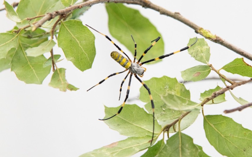 (Hopefully) Solo Invasive Joro Spider Captured in Santa Barbara