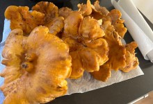 Full Belly Files | It’s Chanterelle Season, from the Santa Cruz to Santa Barbara