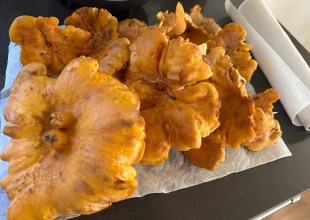 Full Belly Files | It’s Chanterelle Season, from the Santa Cruz to Santa Barbara