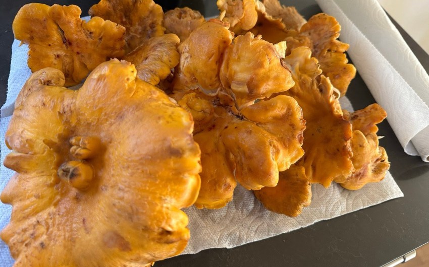 Full Belly Files | It’s Chanterelle Season, from the Santa Cruz to Santa Barbara