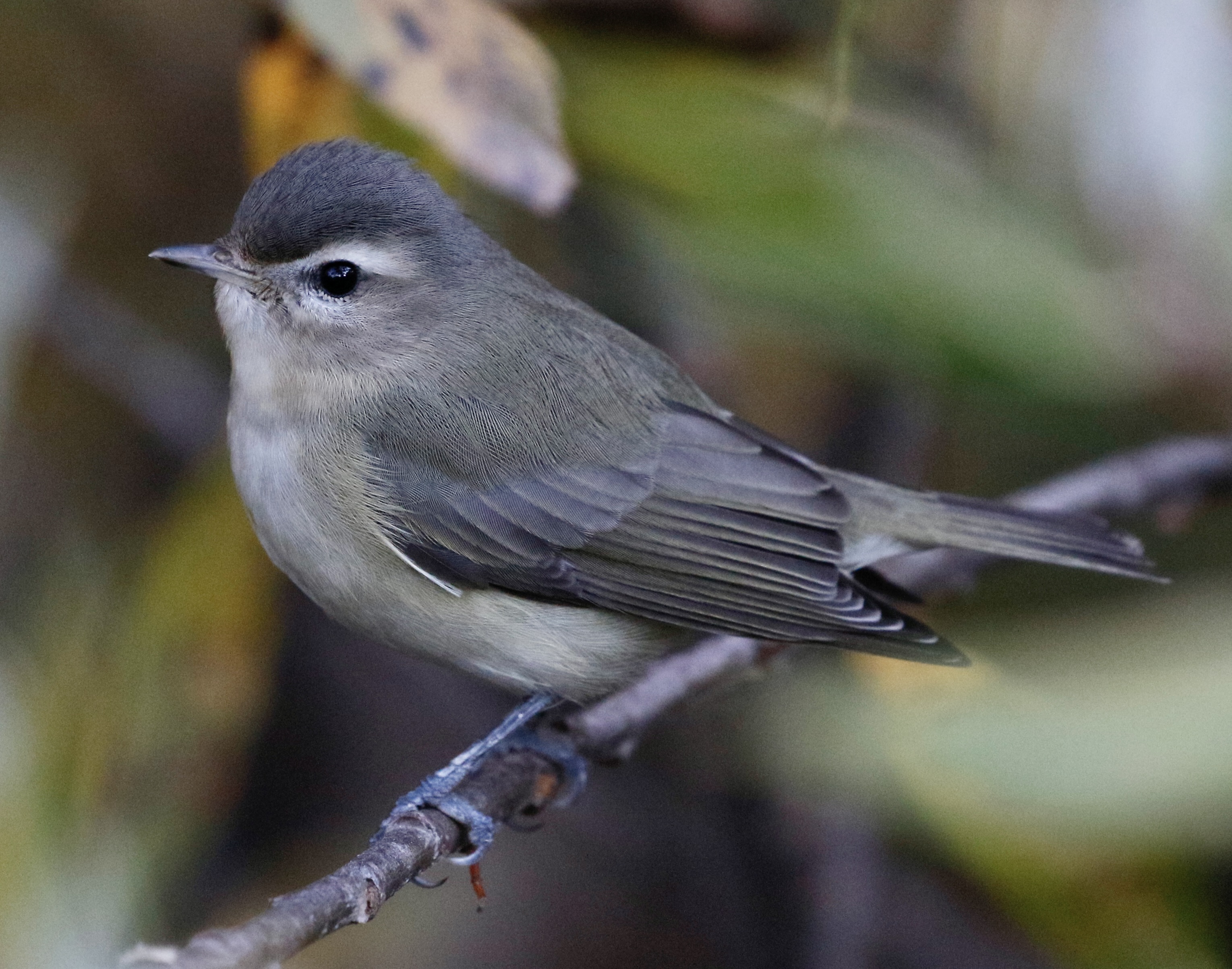 The Ancient Birds of Santa Barbara and Beyond - The Santa Barbara