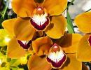 SBIOS Grand Champion Cymbidium Orchid Awards