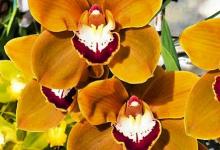 SBIOS Grand Champion Cymbidium Orchid Awards