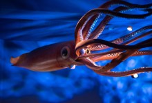 Cocktails with a Curator: Sip & Sea