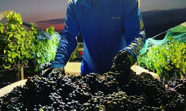 Mixing Art and Ocean into Rooted Vine Cellars