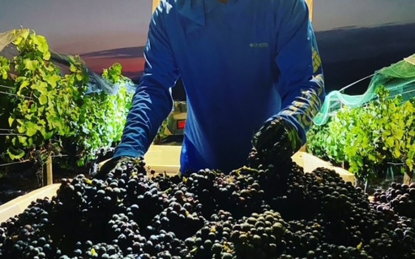 Mixing Art and Ocean into Rooted Vine Cellars