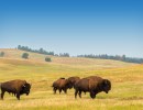 The Richness of the American Prairie