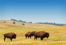 The Richness of the American Prairie