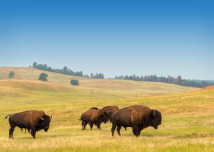 The Richness of the American Prairie