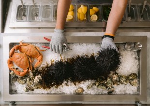 Answering the Urge for Urchin