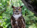 Max the Great Horned Owl – Celebration of Life