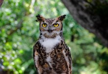 Max the Great Horned Owl – Celebration of Life