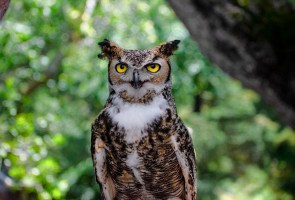 Max the Great Horned Owl – Celebration of Life