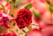 Valentine’s Day Sip & Stroll