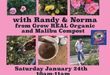 Organic Rose Care; Pruning, Planting & Maintaining