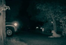 New Mobile Survey Asks Central Coast Residents to Pay Attention to Wildlife and Roadkill