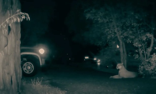 New Mobile Survey Asks Central Coast Residents to Pay Attention to Wildlife and Roadkill