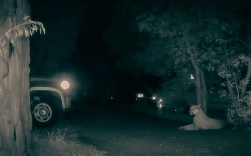 New Mobile Survey Asks Central Coast Residents to Pay Attention to Wildlife and Roadkill