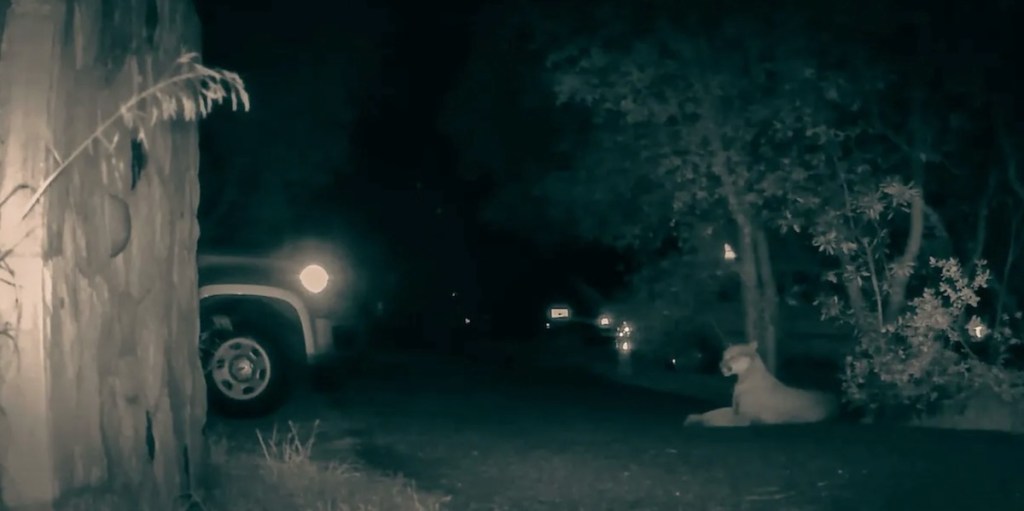 New Mobile Survey Asks Central Coast Residents to Pay Attention to Wildlife and Roadkill