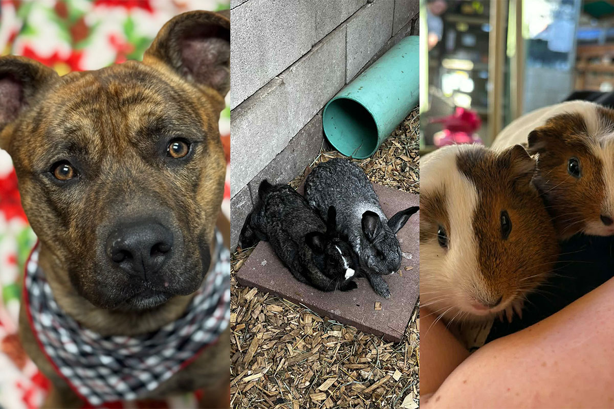 Bronson, Genevieve & Silvie,&nbsp;Piggiewinkle & Hunca Munca&nbsp;