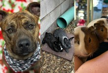 Bronson, Genevieve & Silvie, Piggiewinkle & Hunca Munca 