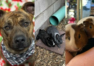 Bronson, Genevieve & Silvie, Piggiewinkle & Hunca Munca 