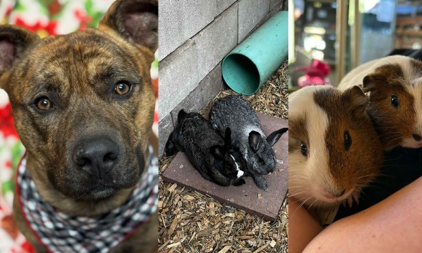 Bronson, Genevieve & Silvie, Piggiewinkle & Hunca Munca 