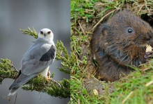 Naples Housing Project Approved, Despite Vote for Voles and Kite Concerns