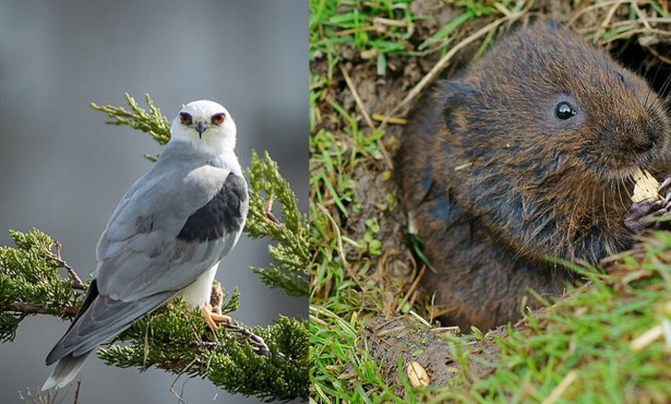 Naples Housing Project Approved, Despite Vote for Voles and Kite Concerns