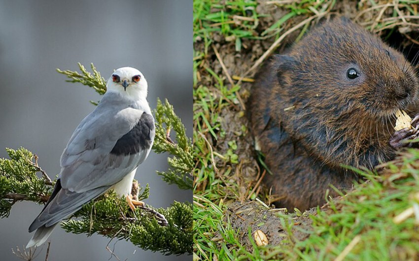 Naples Housing Project Approved, Despite Vote for Voles and Kite Concerns