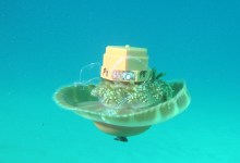 Science Pub: Cyborg Jellies Exploring Our Oceans