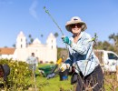 Volunteers Invited to Annual Rose Pruning Day at Mission Historical Park in Santa Barbara