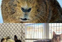 Charlie Brown, Rick, Gracie Mae, and Gremlin