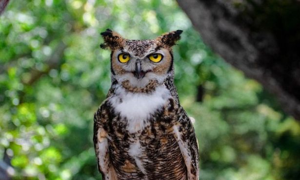 Santa Barbara Community Invited to Celebrate Life of Max the Great Horned Owl