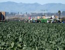 State Labor Commissioner’s Office Secures $6 Million for Central Coast Farmworkers