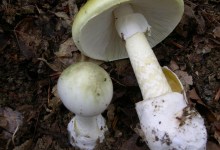 El Departament de Salud Actualiza Advertencia Contra el Consumo de Setas Silvestres Recogidas